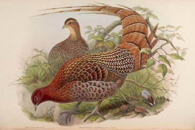 Phasianus scintillans = Syrmaticus soemmerringii scintillans door John Gould